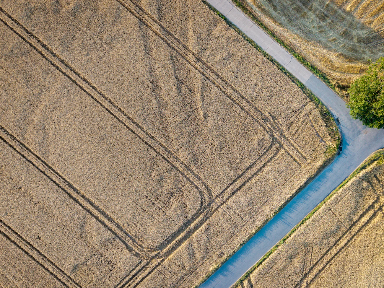 Curving road through a golden field
