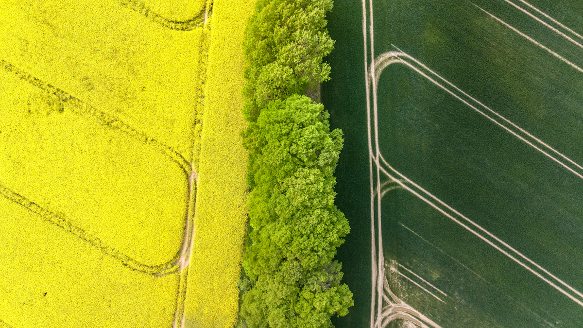Canola and wheat fields from above